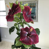 Red Hibiscus Live Plant, Hardy Garden Plant, 5-7 Inch Tall