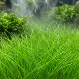 100 Aquarium Seeds Plants Live, Patio Container Plant