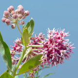 2 Purple Milkweed Live Plants, Asclepias Tuberosa, 4-6 Inch Tall