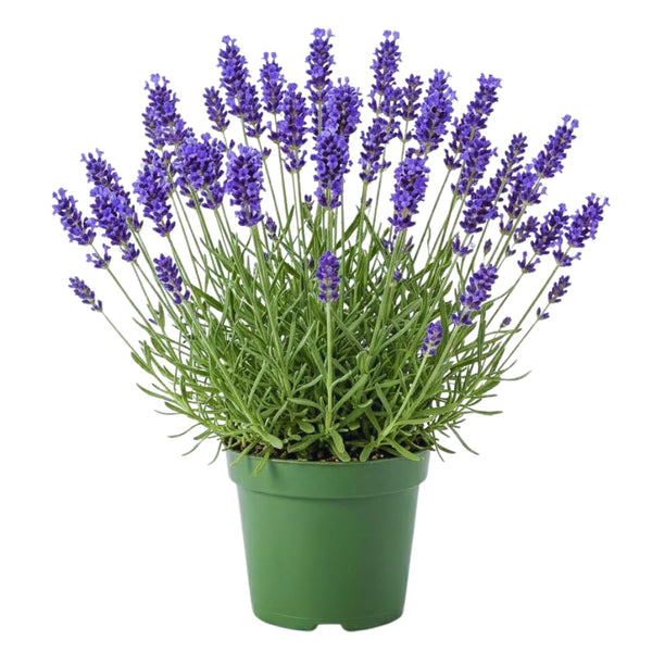 Lavender Live Plant, 3 Inch Pot