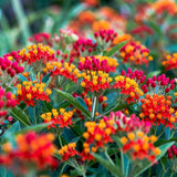 2 Red Milkweed Live Plants, Asclepias Tuberosa, 4-6 Inch Tall