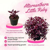 2 Purple Alternanthera Live Plants, Tropical House Plant, 4-6 Inch Tall