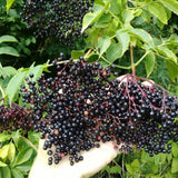 Elderberry Live Plant 6-10 Inches, Fast Growing Black Eldeberries, Ornamental Shrub with Edible Berries for Garden