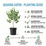 2 Quaking Aspen Trees Live Plants, Rooted Tree Seedlings, 6-10 Inch Tall