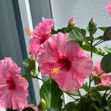 Set 3 Pink Hibiscus Live Plant, Vibrant Pink Hibiscus Plant 4–6" Tall