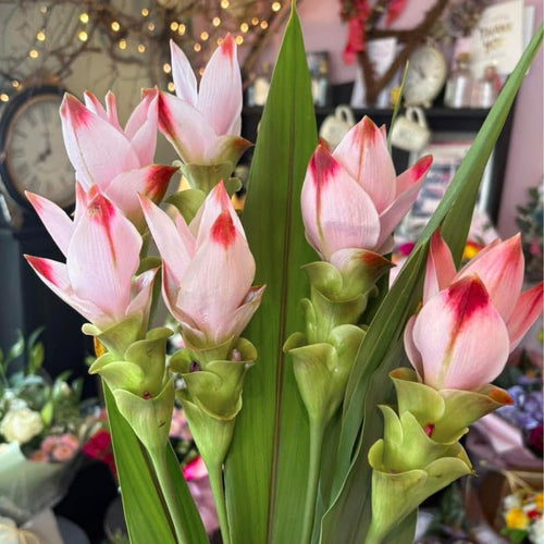 2 Light Pink Ginger Live Plants, Ornamental Flowering Ginger Plant for Indoor Outdoor, Colorful Blooming Gingers 4-6 Inches
