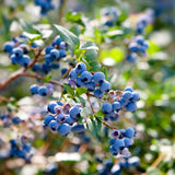 2 Mini Sunshine Blueberry Plants Live, 4-7 Inch Tall