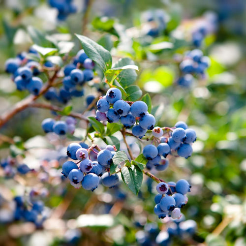 2 Mini Sunshine Blueberry Plants Live, 4-7 Inch Tall