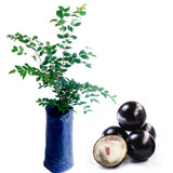 Black Jaboticaba Tree Plant Live, Well-Rooted Fruit Tree, 1 Ft Tall