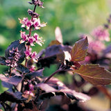 Purple Basil Live Plant, Fragrant Herb, 2-3 Inch Tall
