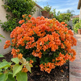 2 Orange Bougainvillea Live Plants, Long Blooming Vine, 4-9 Inch Tall
