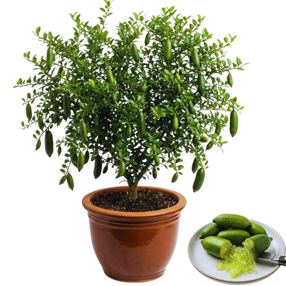 Green Finger Lime Tree Plant Live, Fruit Tree Garden, 1-2 Feet Tall