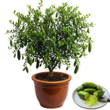 Green Finger Lime Tree Plant Live, Fruit Tree Garden, 1-2 Feet Tall