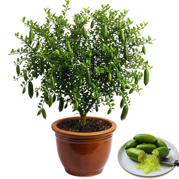Green Finger Lime Tree Plant Live, Fruit Tree Garden, 1-2 Feet Tall