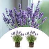 2 Blue Lavender Live Plants, 4-7 Inch Tall,Fragrant Flower for Growing