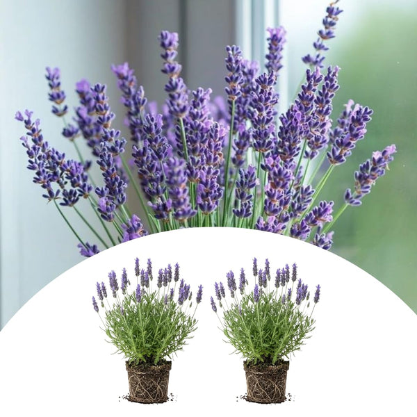 2 Blue Lavender Live Plants, 4-7 Inch Tall,Fragrant Flower for Growing