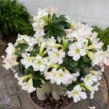 White Desert Rose Live Plant 4-7 Inches Tall