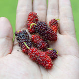 2 Dwarf Everbearing Mulberry Tree Live Plant, Edible Fruit, 6-8" Tall