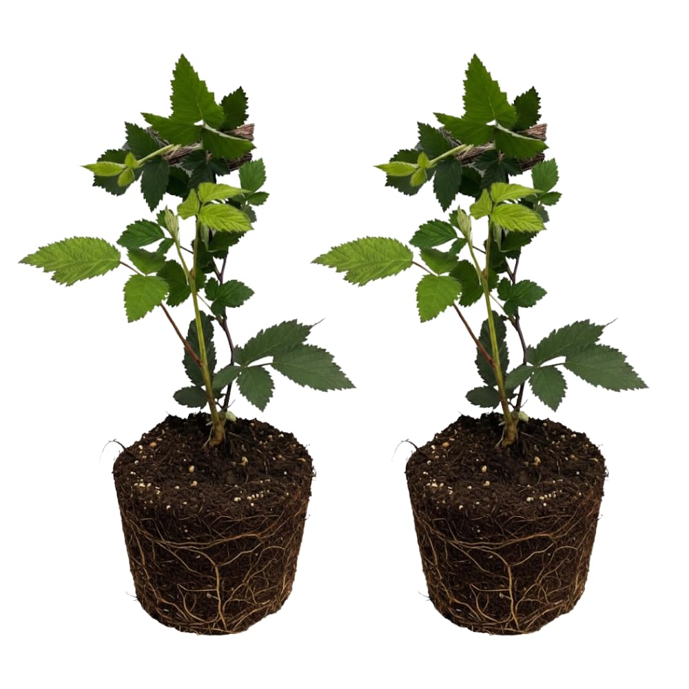 2 Big Black Berry Plants, Blackberries Bush, 4-6 Inch Tall