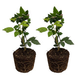 2 Big Black Berry Plants, Blackberries Bush, 4-6 Inch Tall