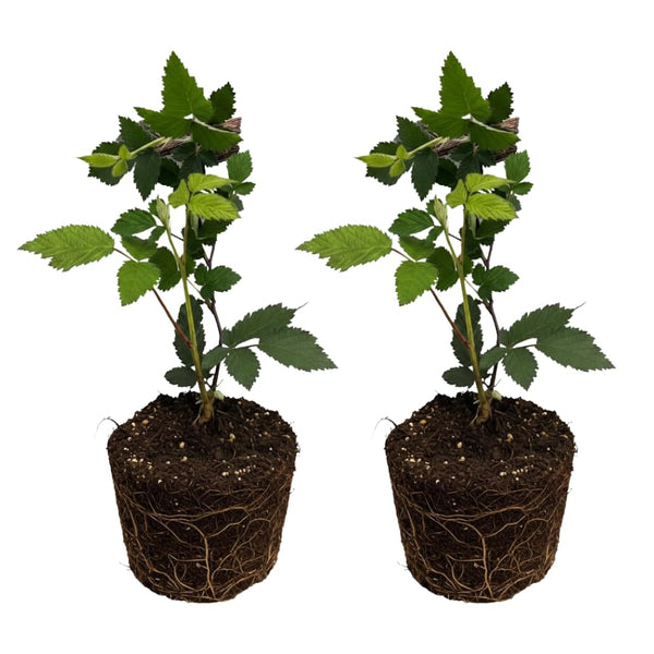 2 Big Black Berry Plants, Blackberries Bush, 4-6 Inch Tall
