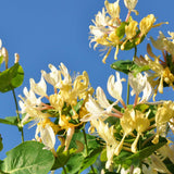 White Yellow Honeysuckle Plant Live, Flower Vine, 6-12 Inch Tall, 4" Pot