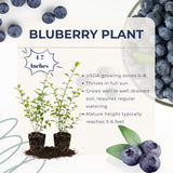 2 Sharpblue Blueberry Live Plants, Ready to Grow Plant, 4-7 Inch Tall