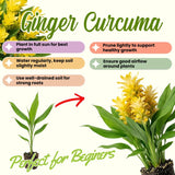2 Yellow Ginger Live Plants, Ornamental Flowering Ginger Plant for Indoor Outdoor, Colorful Blooming Gingers 4-6 Inches