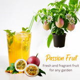 Live Sweet Passion Fruit Plant, 4-6 Inch Tall