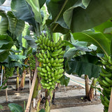 3 Banana Trees Live Plants, Starter Fruit Plant, 3-5 Inch Tall