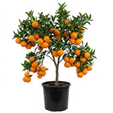 Grafted Sweet Tangerine Tree Plant 2-3 Feet Tall