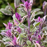 4 Tricolor Salvia Sage Bushes Plants Live, 4-6 Inch Tall