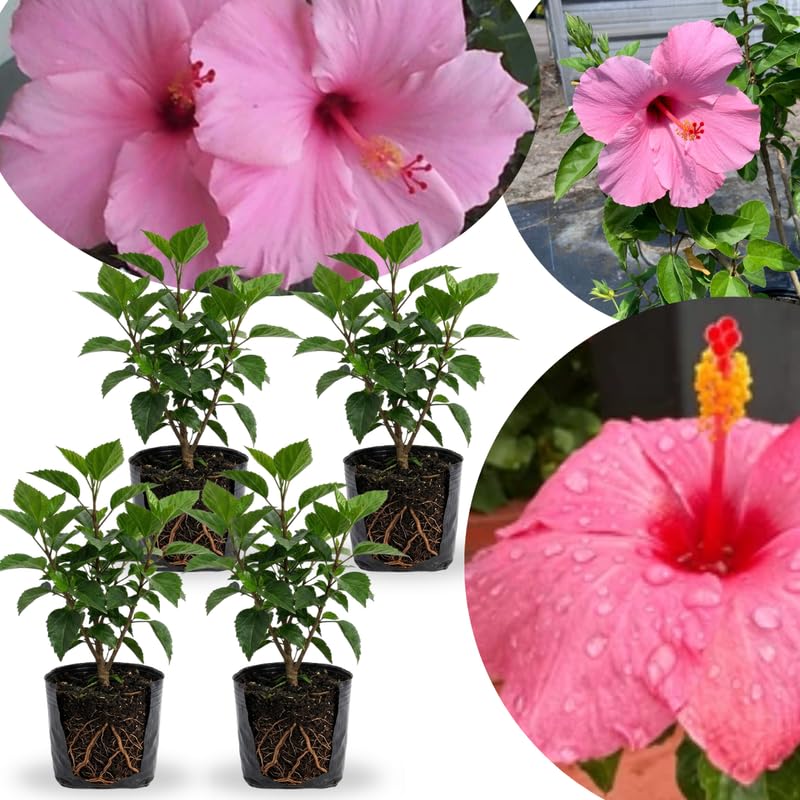 4 Pink Hibiscus Live Plants, Flower Plant, 4-8 Inch Tall