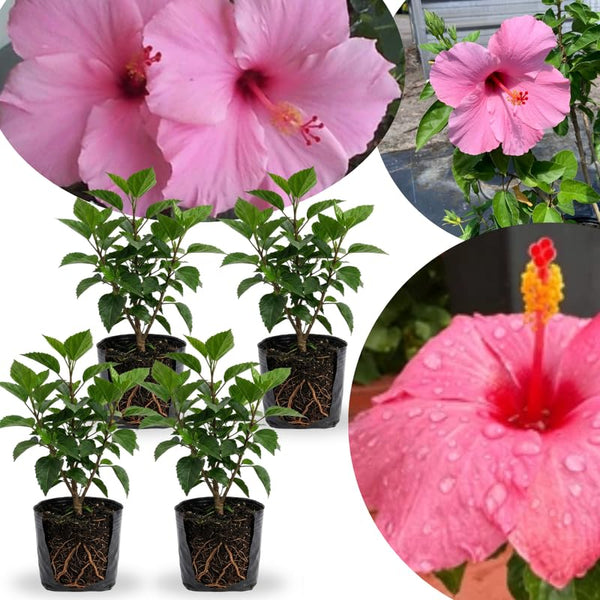 4 Pink Hibiscus Live Plants, Flower Plant, 4-8 Inch Tall
