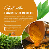 15 Turmeric Roots for Planting, Turmeric Rhizomes, Edible Tropical Herb