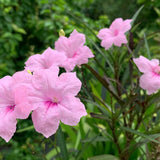 6 Pink Mexican Petunia Flower Live Plants, Flowering Plant, 4-6 Inch Tall