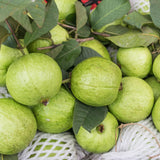 White Guava Tree Live Plant, Starter Fruit Plant