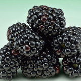3 Thornless BlackBerry Plants Live, Backyard Berry Plant, 3-7 Inch Tall