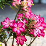 Pink Desert Rose Live Plant, Home Garden Plant, 4-6 Inch Tall