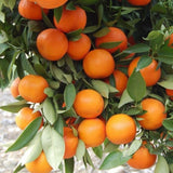 Live Red Navel Orange Citrus Fruit Tree, 1 Gallon Pot, 24–30 Inch Tall