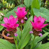 2 Pink Ginger Live Plants, Ornamental Flowering Ginger Plant for Indoor Outdoor, Colorful Blooming Gingers 4-6 Inches
