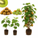 2 Hardy Kiwi Vine Live Plants, Edible Berry Vine Plant, 4-6 Inch Tall