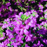 4 Salvia Sage Live Plants, Hardy Flower Plant, 4-6 Inch Tall