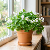 Green Shamrock Oxalis Plant Live, Indoor Houseplant, 3-5 Inch Tall