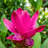 2 Pink Ginger Live Plants, Ornamental Flowering Ginger Plant for Indoor Outdoor, Colorful Blooming Gingers 4-6 Inches