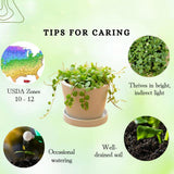 Trailing String of Turtles Live Plant, Succulent Houseplant, 2 Inch Pot