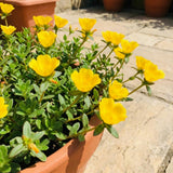 2 Yellow Portulaca Live Plants, Hardy Garden Plant, 4-7 Inch Tall