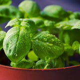 2 Blue Spice Basil Plants Live, 3-6 Inches Tall