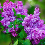 Purple Lilac Live Plant, Fragrant Bloom Bush, 4 Inch Pot