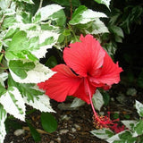 4 Snow Hibiscus Live Plants, Hibiscus Flower, Patio Container Plant, 4-8 Inch Tall